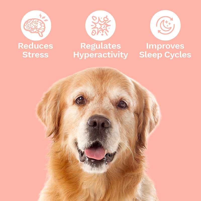 CBD Soft Chews For Stress+Anxiety – Small To Medium Dogs – 300mg