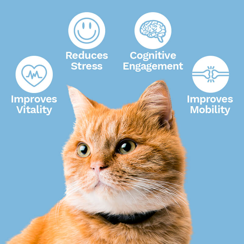 CBD Oil For Cats