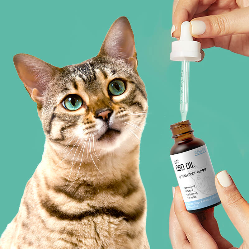 CBD Oil For Cats