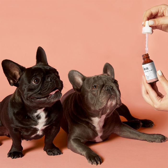 Penelope's Bloom CBD Oil For Dogs 250mg – 1000mg