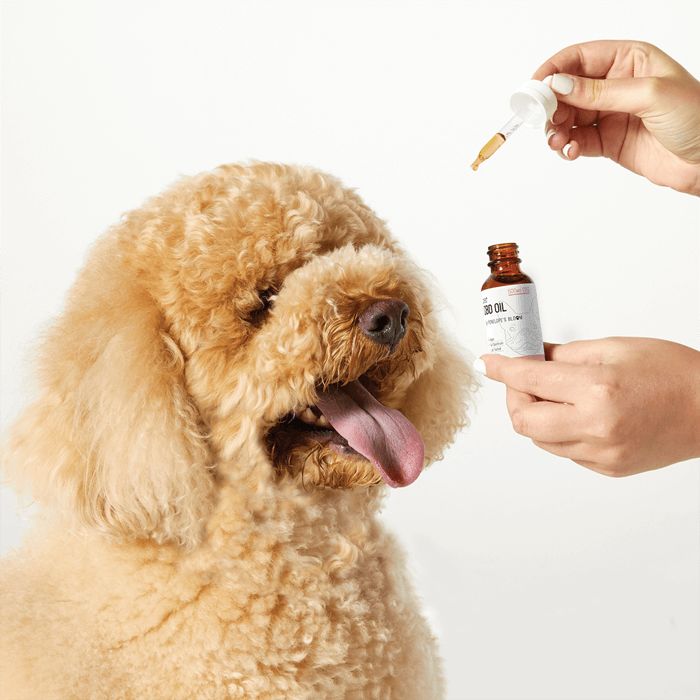 Penelope's Bloom CBD Oil For Dogs 250mg – 1000mg