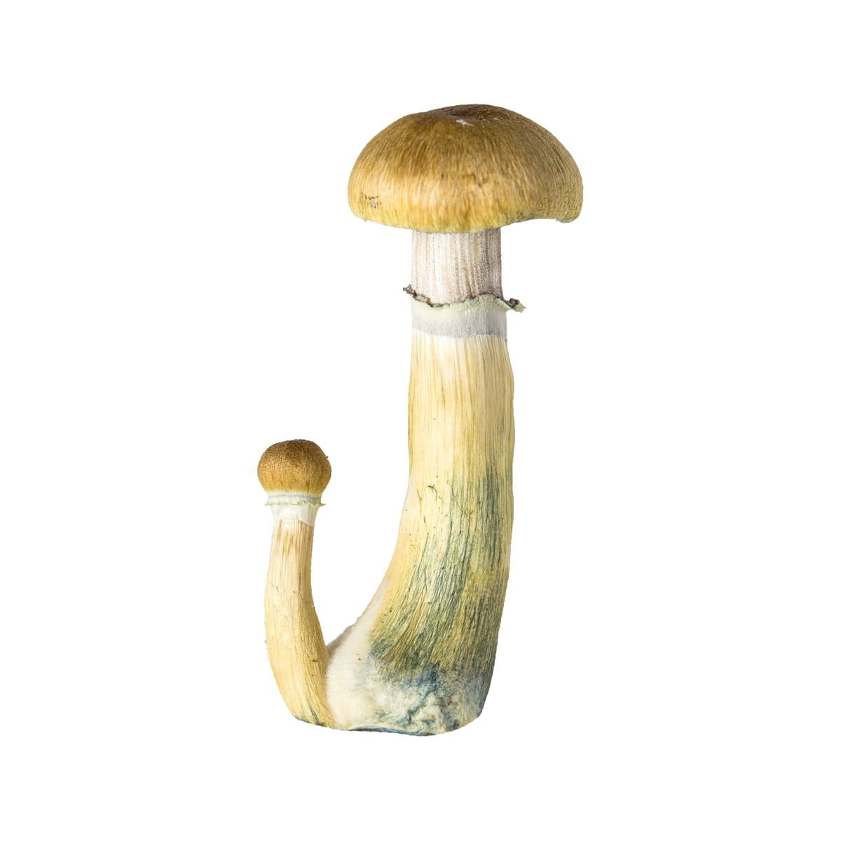 SporesMD B+ Mushroom Liquid Culture (10ml)