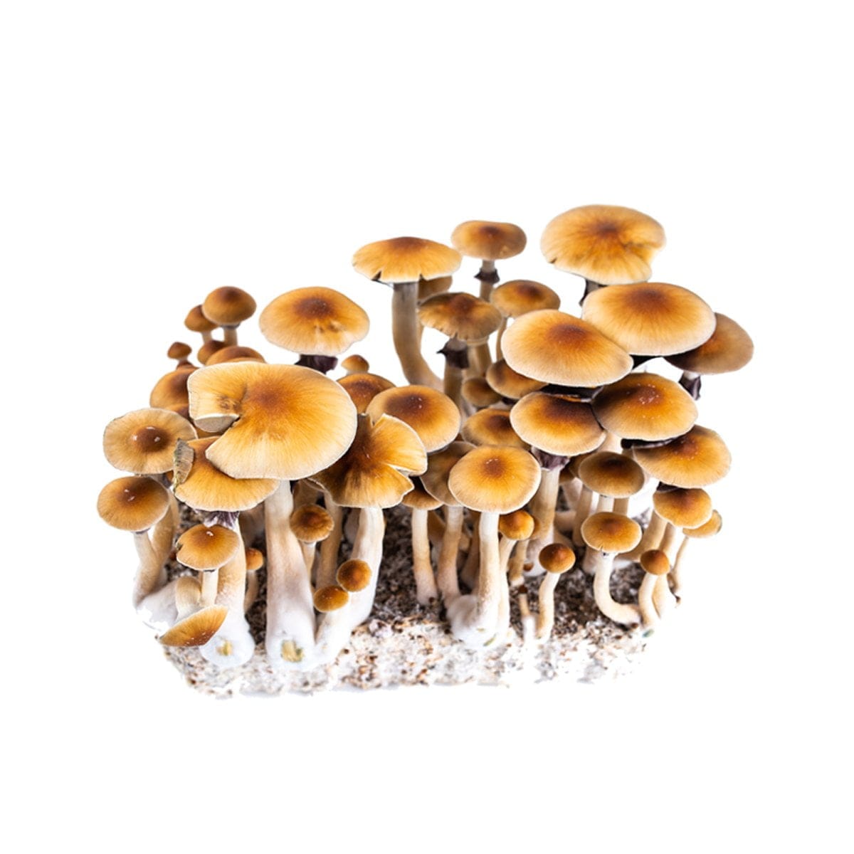 SporesMD Golden Teacher Mushroom Liquid Culture (10ml)