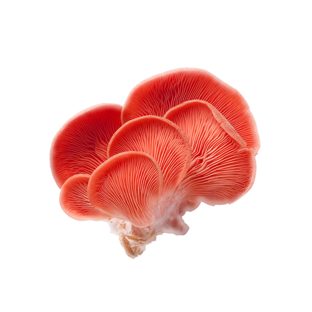 SporesMD Pink Oyster Organic Mushroom Liquid Culture Syringe (10ml)
