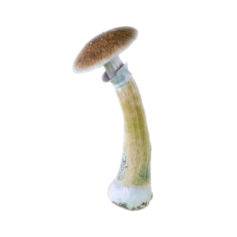SporesMD Thai Tanic Mushroom Liquid Culture (10ml)