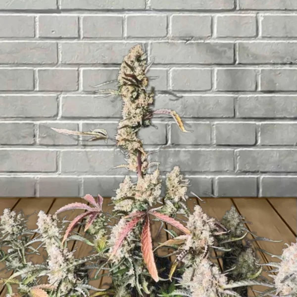 Samurai Squirrel Seeds Autoflowering Cannabis Seeds 5ct Best Price