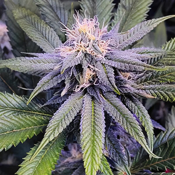 Samurai Squirrel Seeds Autoflowering Cannabis Seeds 5ct Best Price