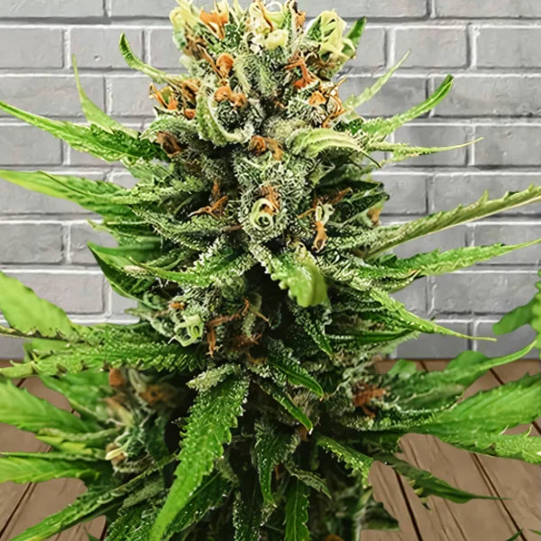 Samurai Squirrel Seeds Autoflowering Cannabis Seeds 5ct Best Price