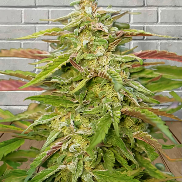 Samurai Squirrel Seeds Autoflowering Cannabis Seeds 5ct Best Price