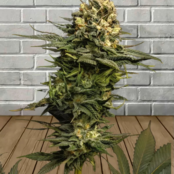 Samurai Squirrel Seeds Feminized Cannabis Seeds 5ct Best Price