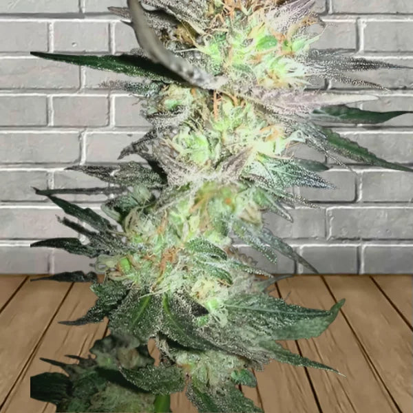 Samurai Squirrel Seeds Feminized Cannabis Seeds 5ct Best Price