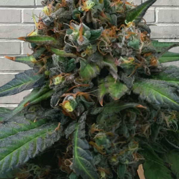 Samurai Squirrel Seeds Feminized Cannabis Seeds 5ct Best Price