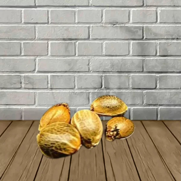 Samurai Squirrel Seeds Feminized Cannabis Seeds 5ct Best Price