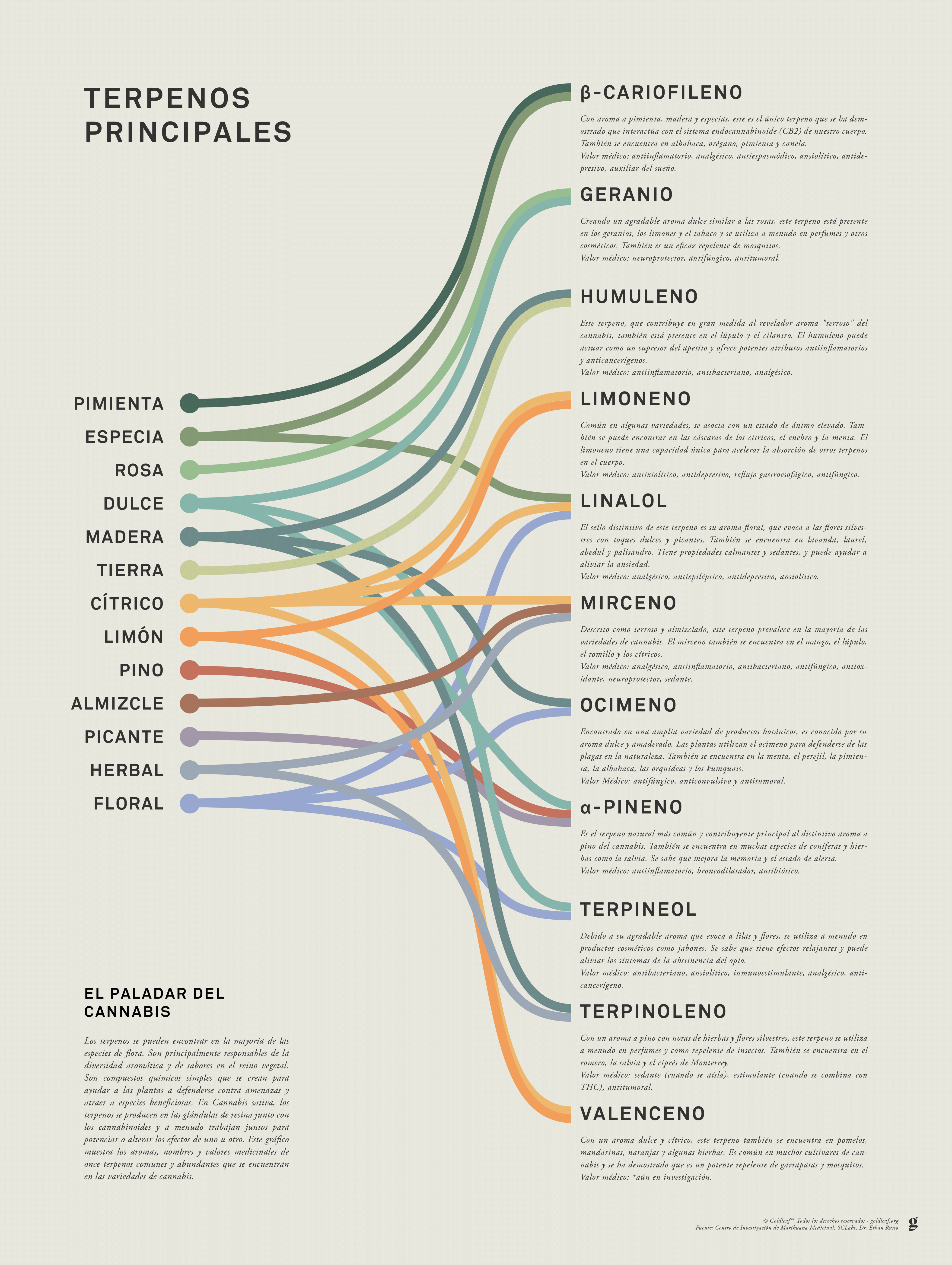 GoldLeaf Impresión Infográfica de Terpenos