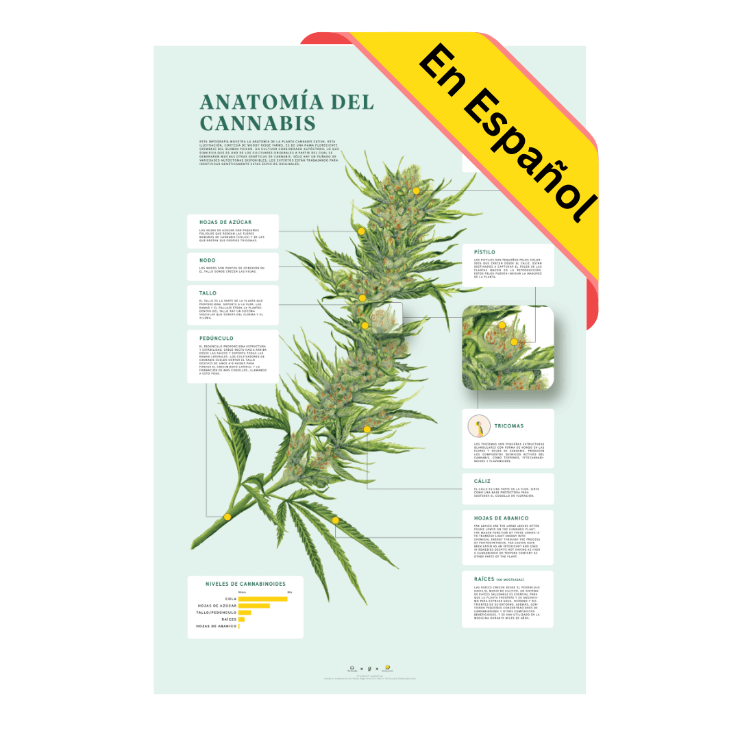 GoldLeaf Impresión de la Anatomía de Cannabis