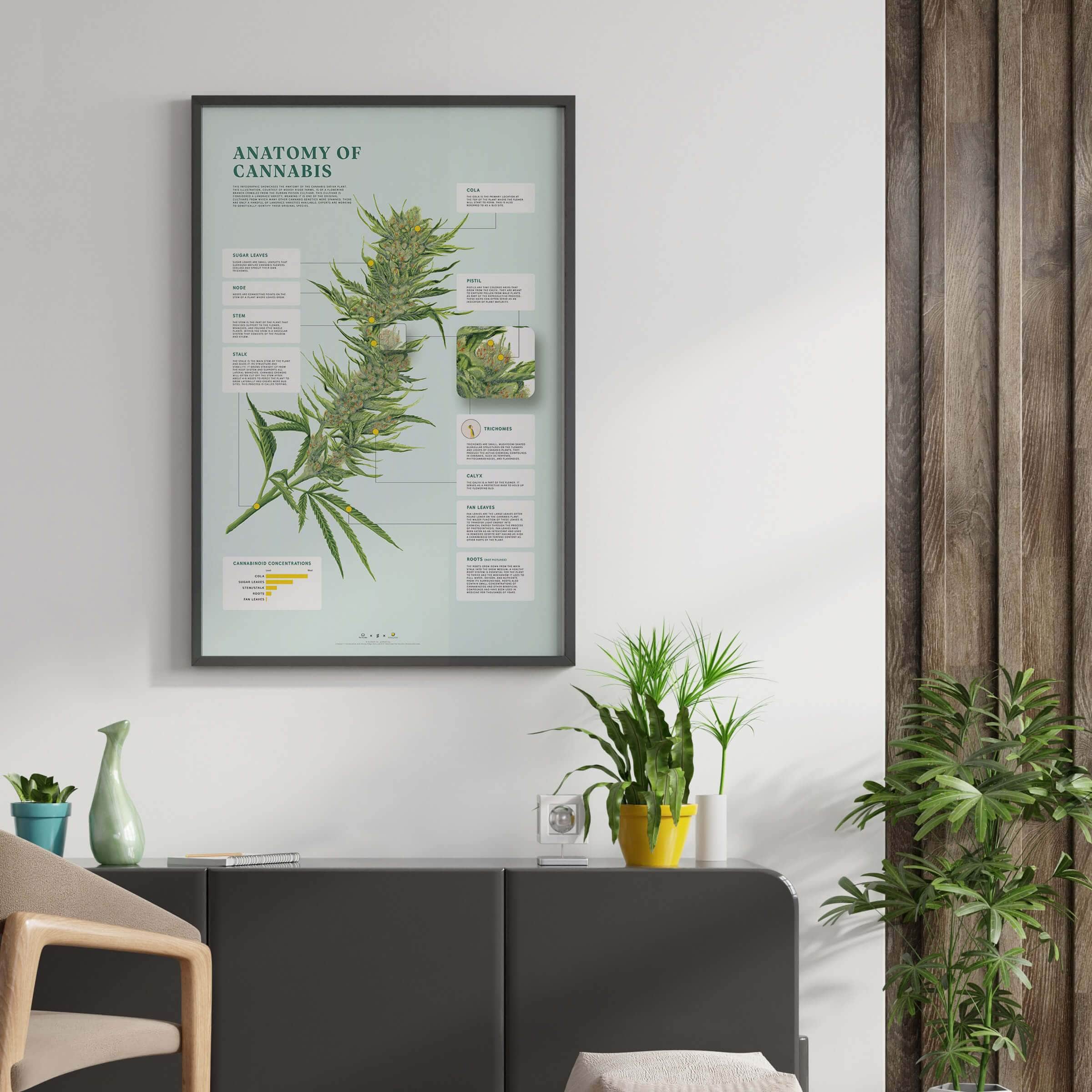 GoldLeaf Impresión de la Anatomía de Cannabis