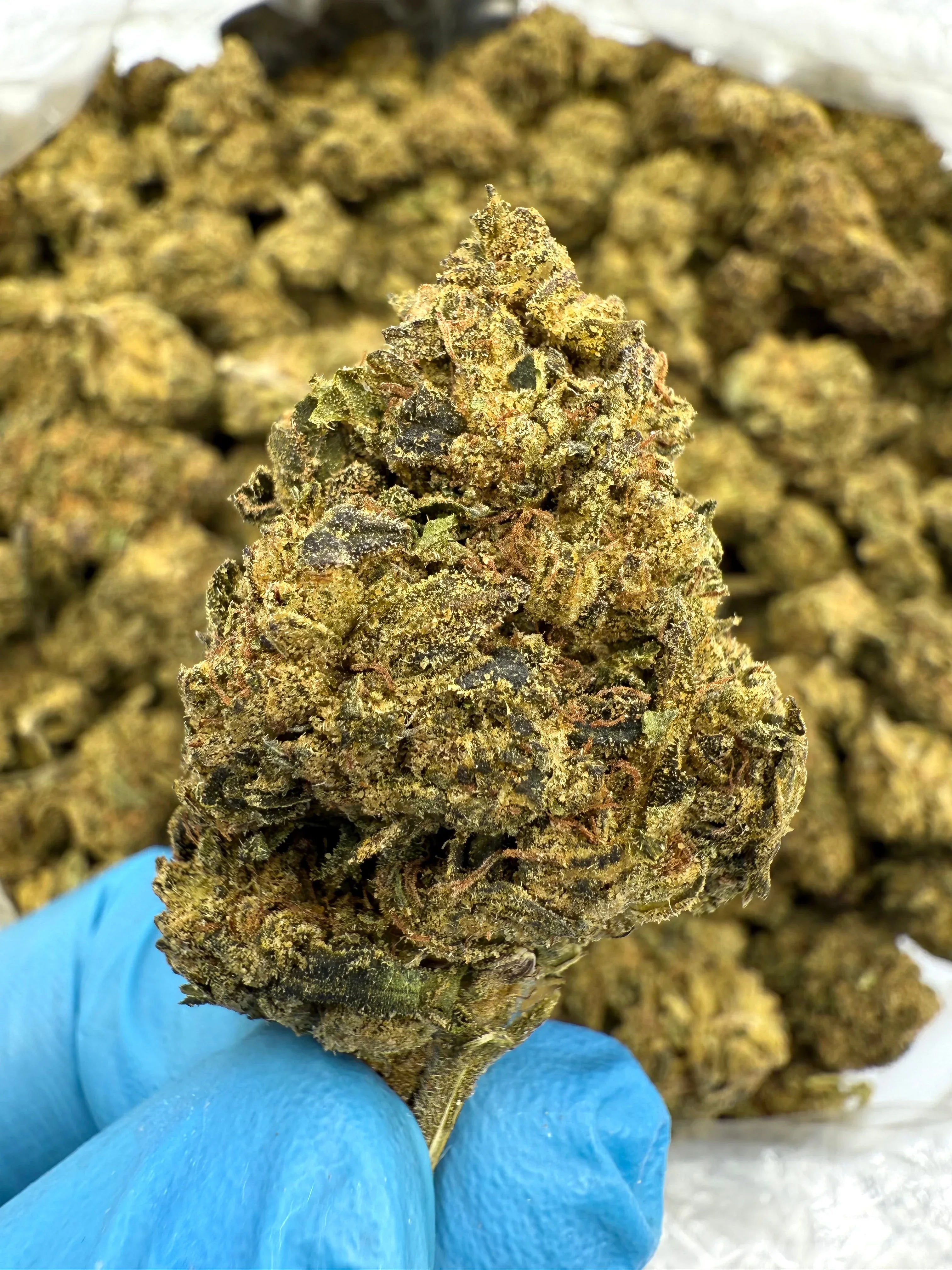 Stoner Apple Fritter THCA Flower - Stoner Classic