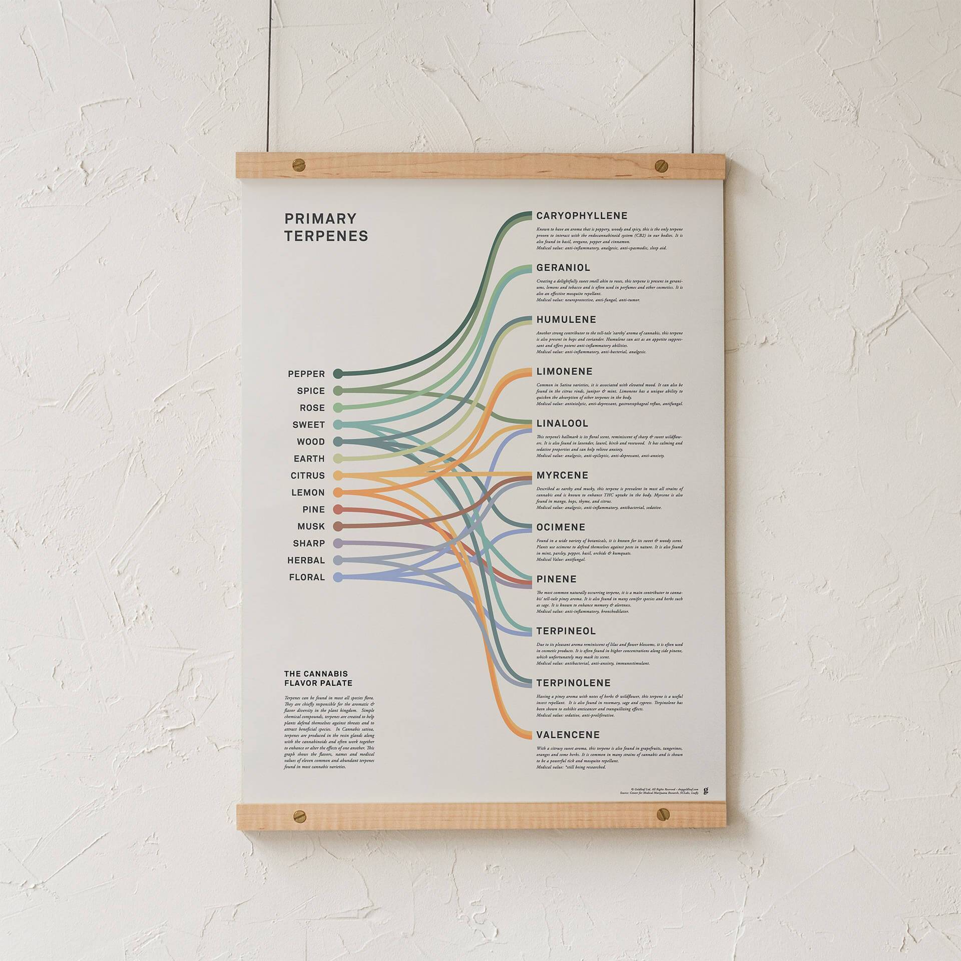 GoldLeaf Impresión Infográfica de Terpenos