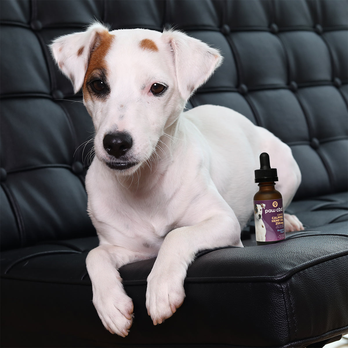 Paw CBD Broad Spectrum CBD Dog Calming Oil Tincture