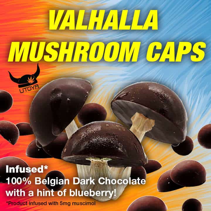 Utoya Amanita Mushroom Chocolate Caps Best Price