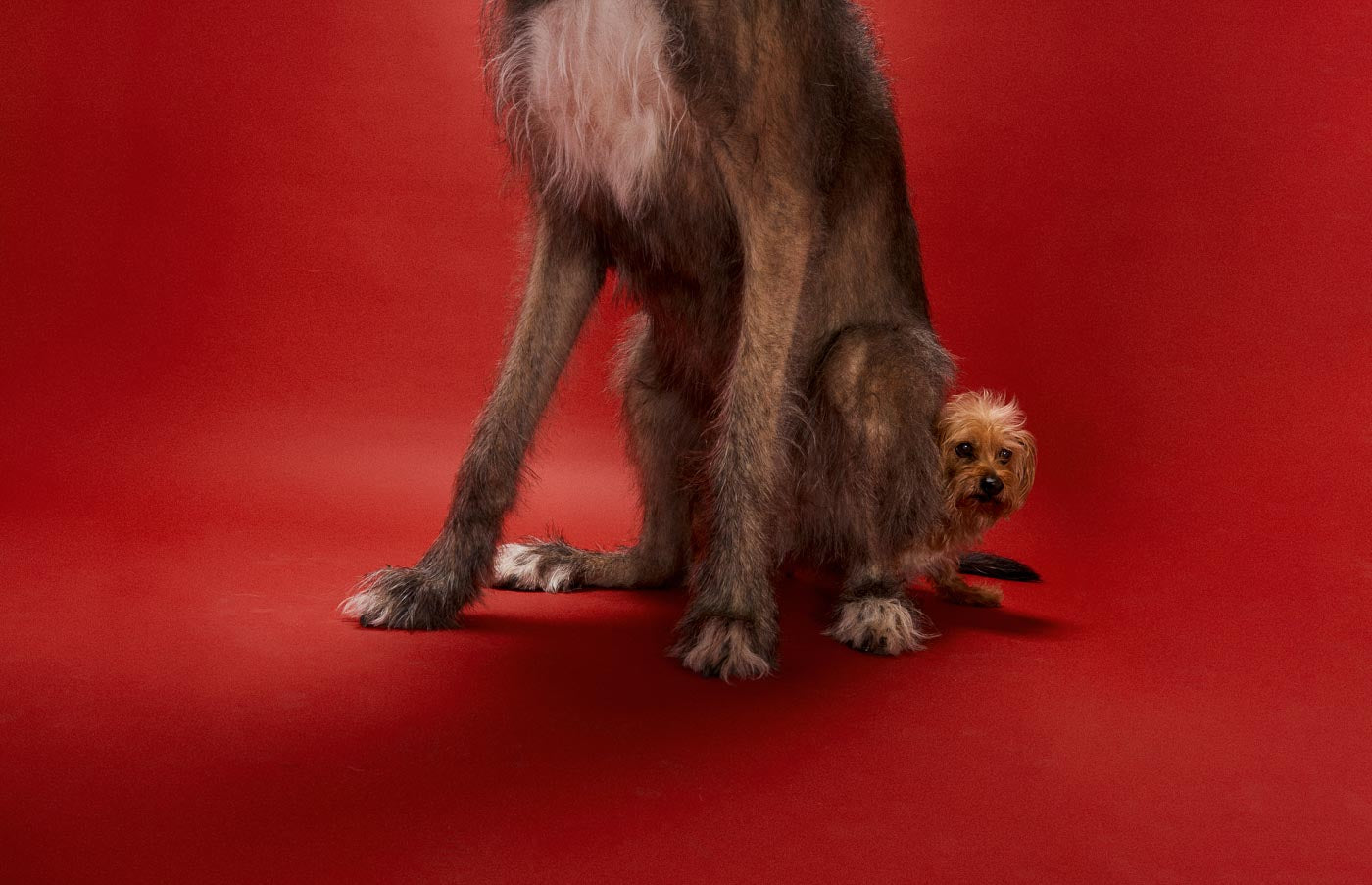 Dad Grass CBD Dog Bones Best Price